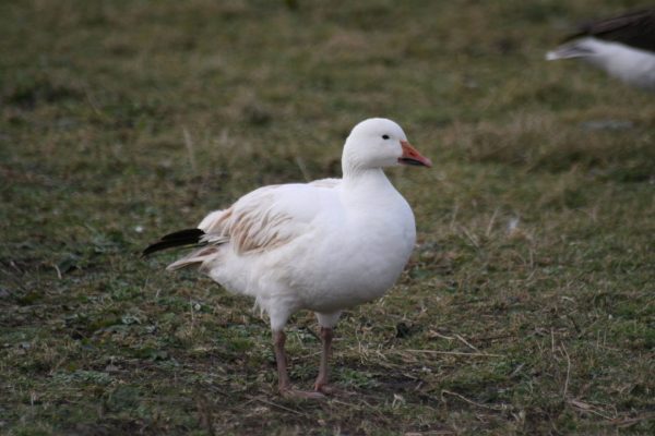 a-snow-goose-standing-on-grass