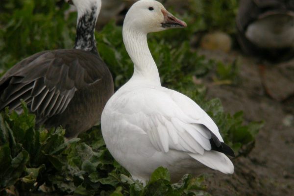 two-snow-geese-standing-side-by-side-one-grey-one-white