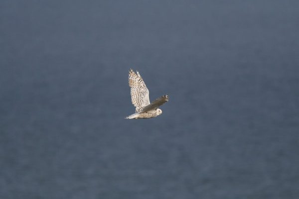 a-snowy-owl-in-flight-blue-sky-background