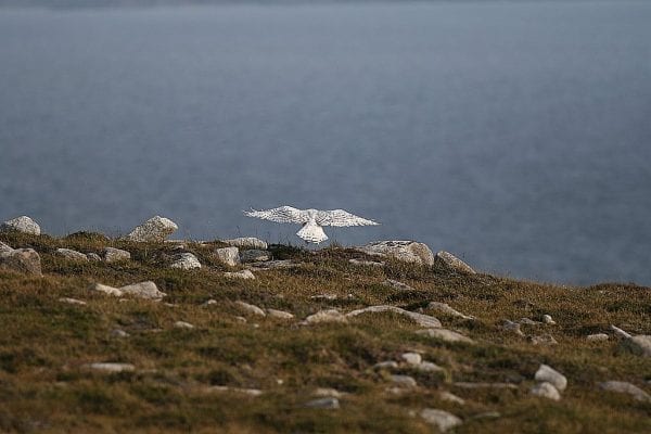 snowy-owl-coming-in-to-land-over-rocky-heath