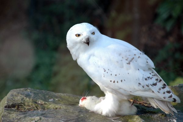 Snowy Owl BirdWatch Ireland