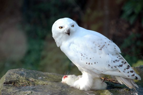 snowy-owl-standing-over-prey
