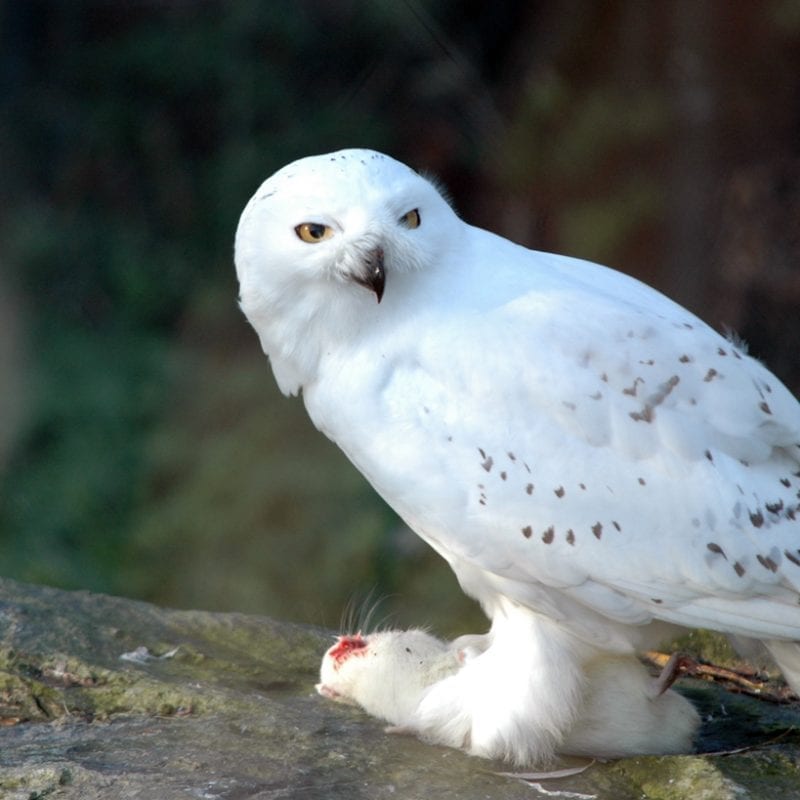 snowy-owl-standing-over-prey
