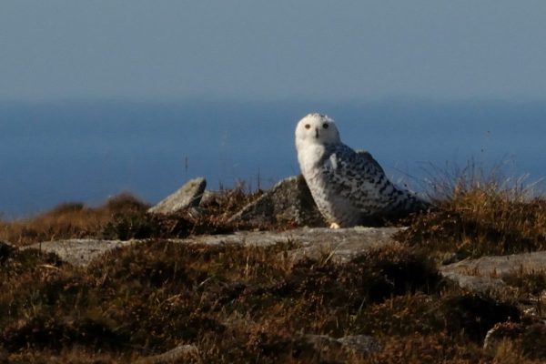 snowy-owl-standing-on-rock-in-upland-heath