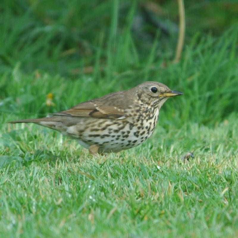 song-thrush-standing-on-grass