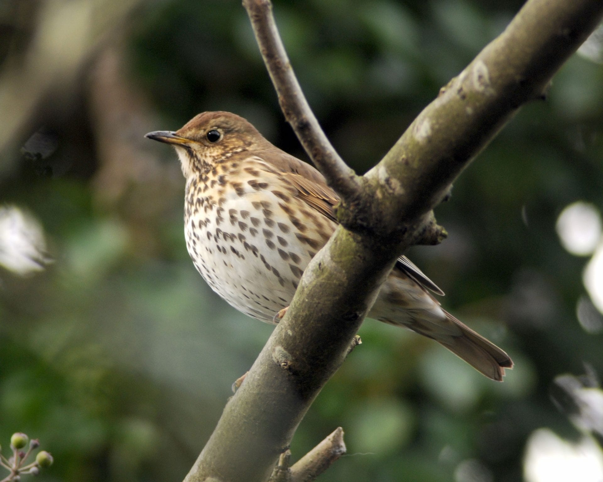 song-thrush-perched-on-branch
