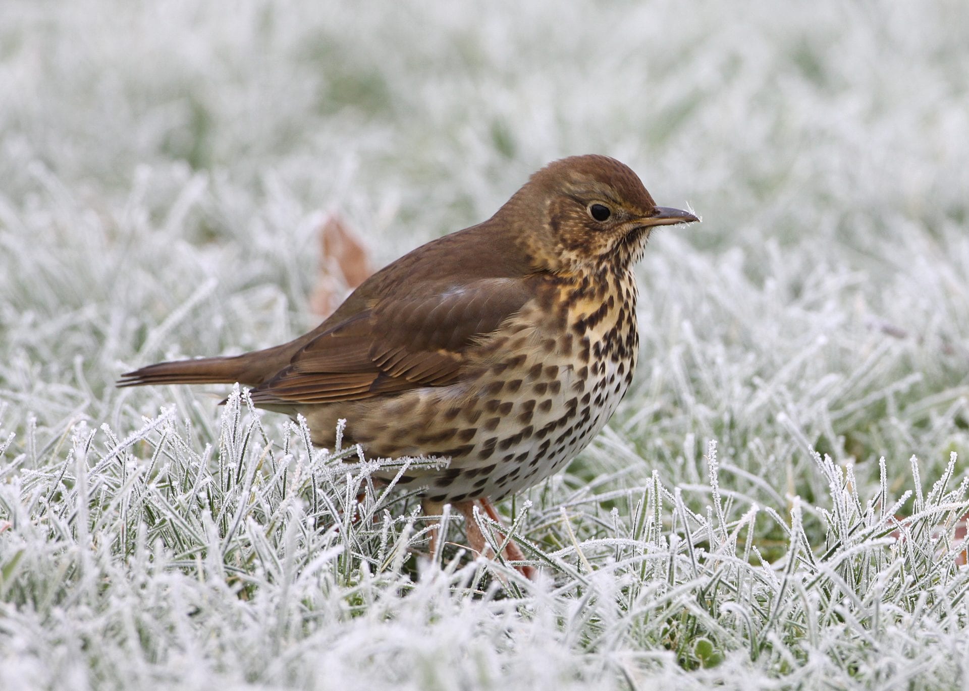 song-thrush-standing-on-icy-grass