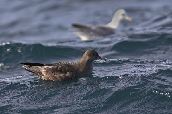 sooty-shearwater-on-the-water