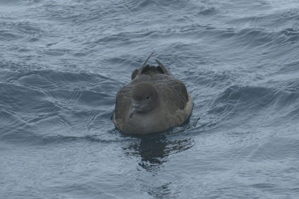 sooty-shearwater-on-water