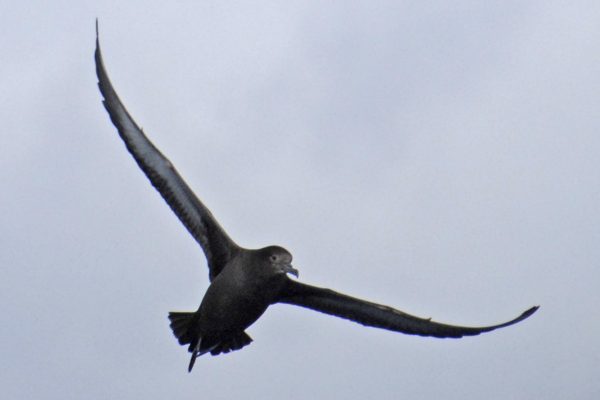 sooty-shearwater-in-flight-grey-sky-background