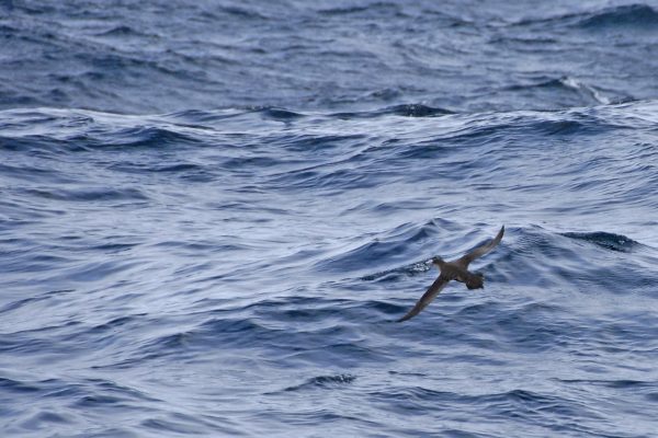 sooty-shearwater-flying-over-the-sea
