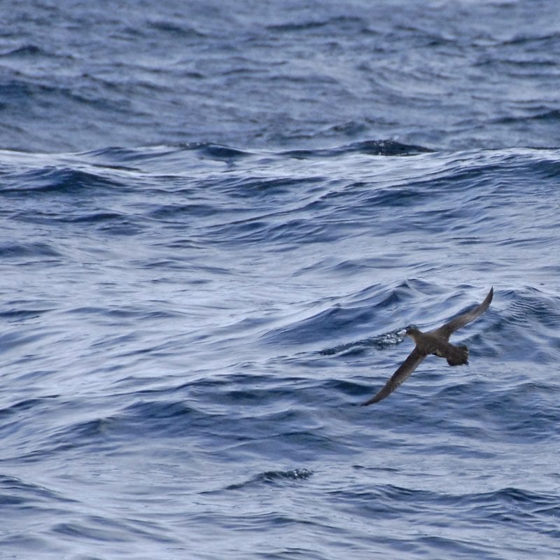 sooty-shearwater-flying-over-the-sea