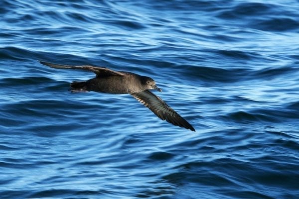 sooty-shearwater-flying-over-the-sea