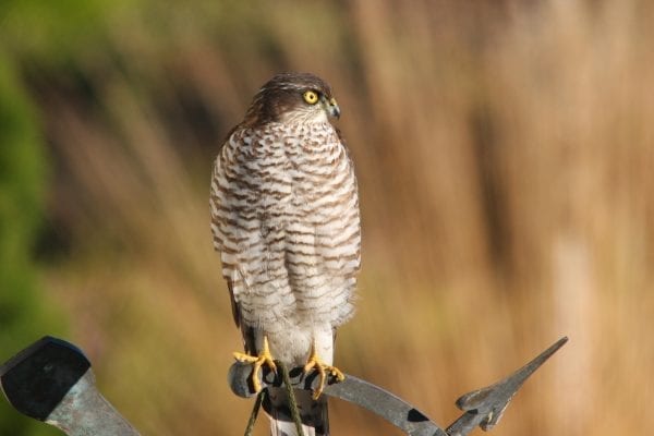 juvenile-sparrowhawk-perched-on-gate