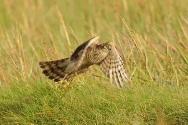 sparrowhawk-in-flight-over-grassland