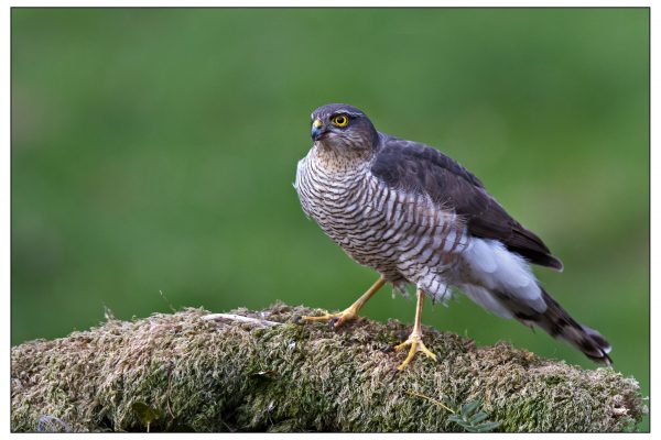 female-sparrowhawk-standing-on-mossy-branch