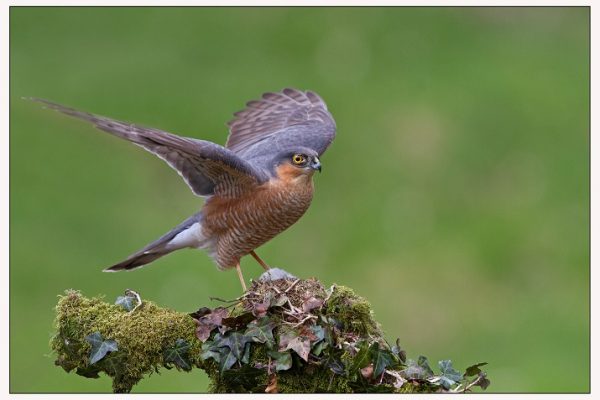 male-sparrowhawk-spreading-its-wings