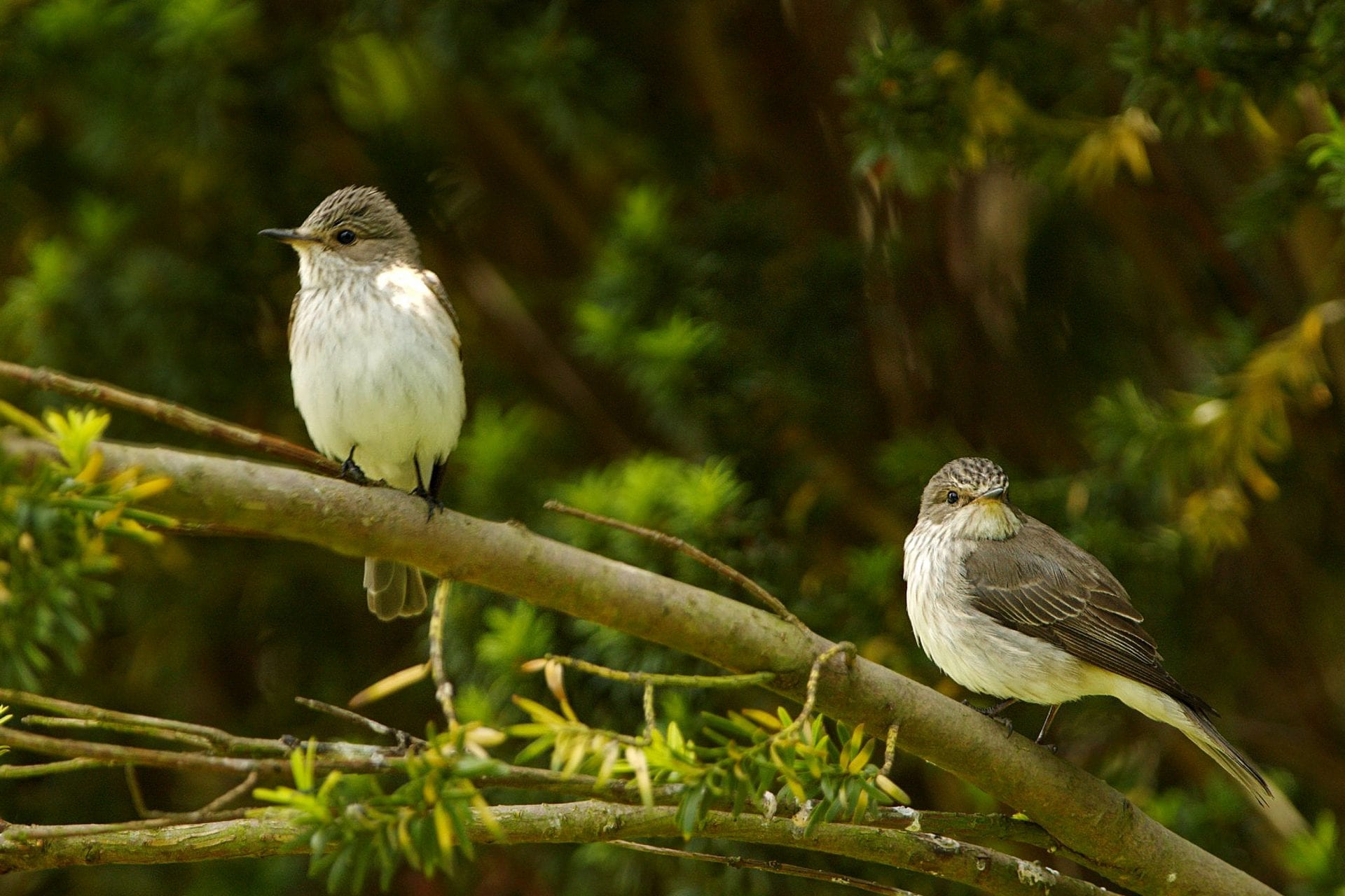 two-spotted-flycatchers-perched-on-branch