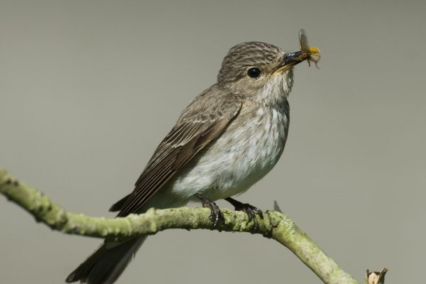 spotted-flycatcher-perching-on-branch-with-insect-beak