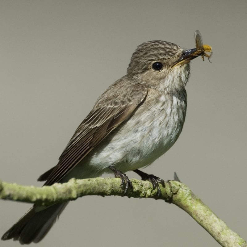 spotted-flycatcher-perching-on-branch-with-insect-beak