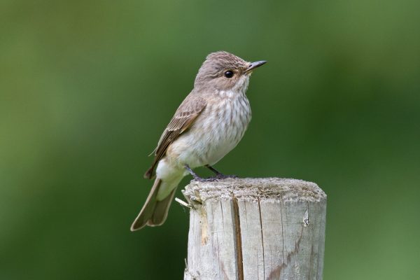 spotted-flycatcher-standing-on-fencing-post