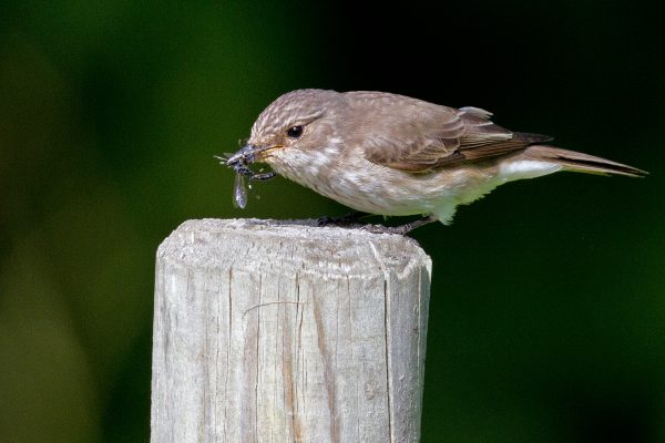 spotted-flycatcher-standing-on-fencing-post-with-insect-prey-in-beak