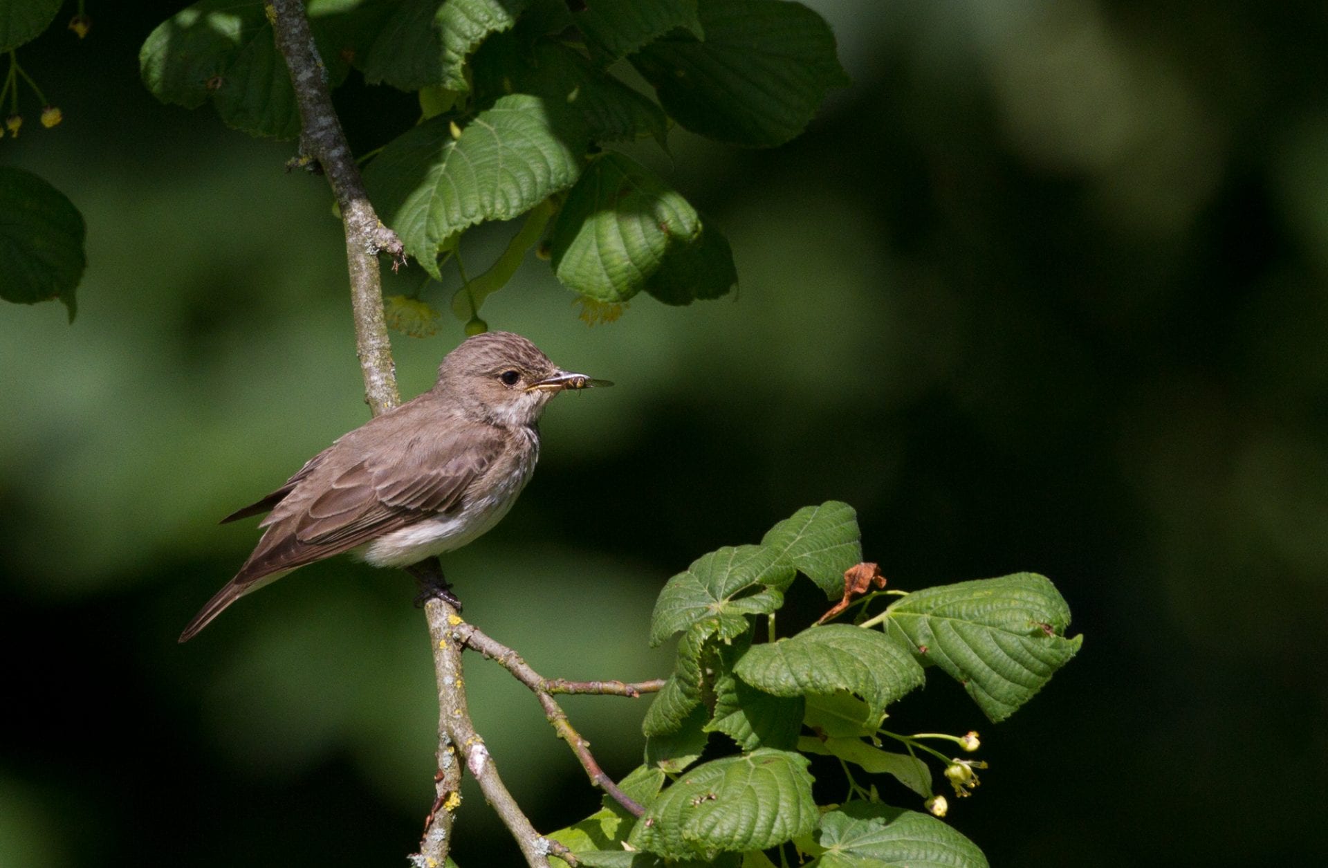 spotted-flycatcher-perched-on-branch-with-insect-prey-in-beak