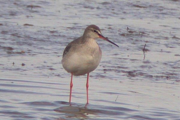 spotted-redshank-standing-in-water