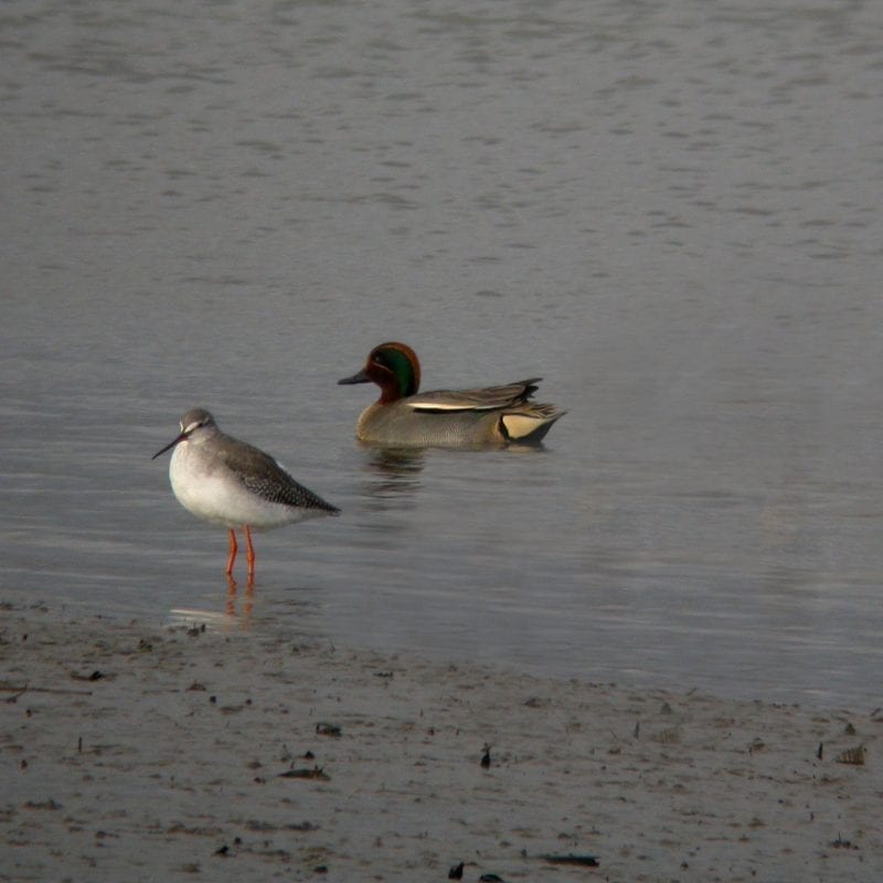 spotted-redshank-standing-in-water-with-teal-swimming-behind