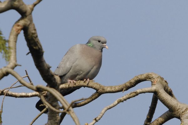 stock-dove-perched-on-tree