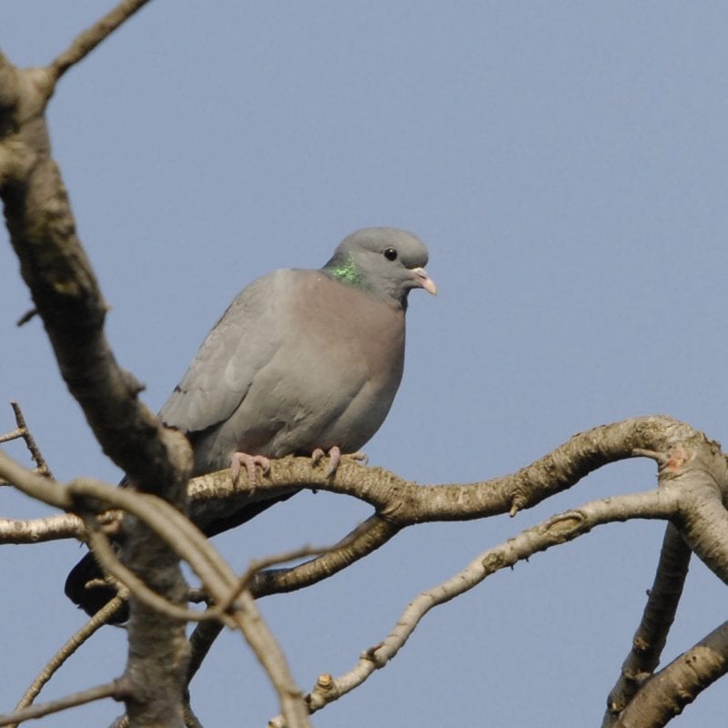 stock-dove-perched-on-tree