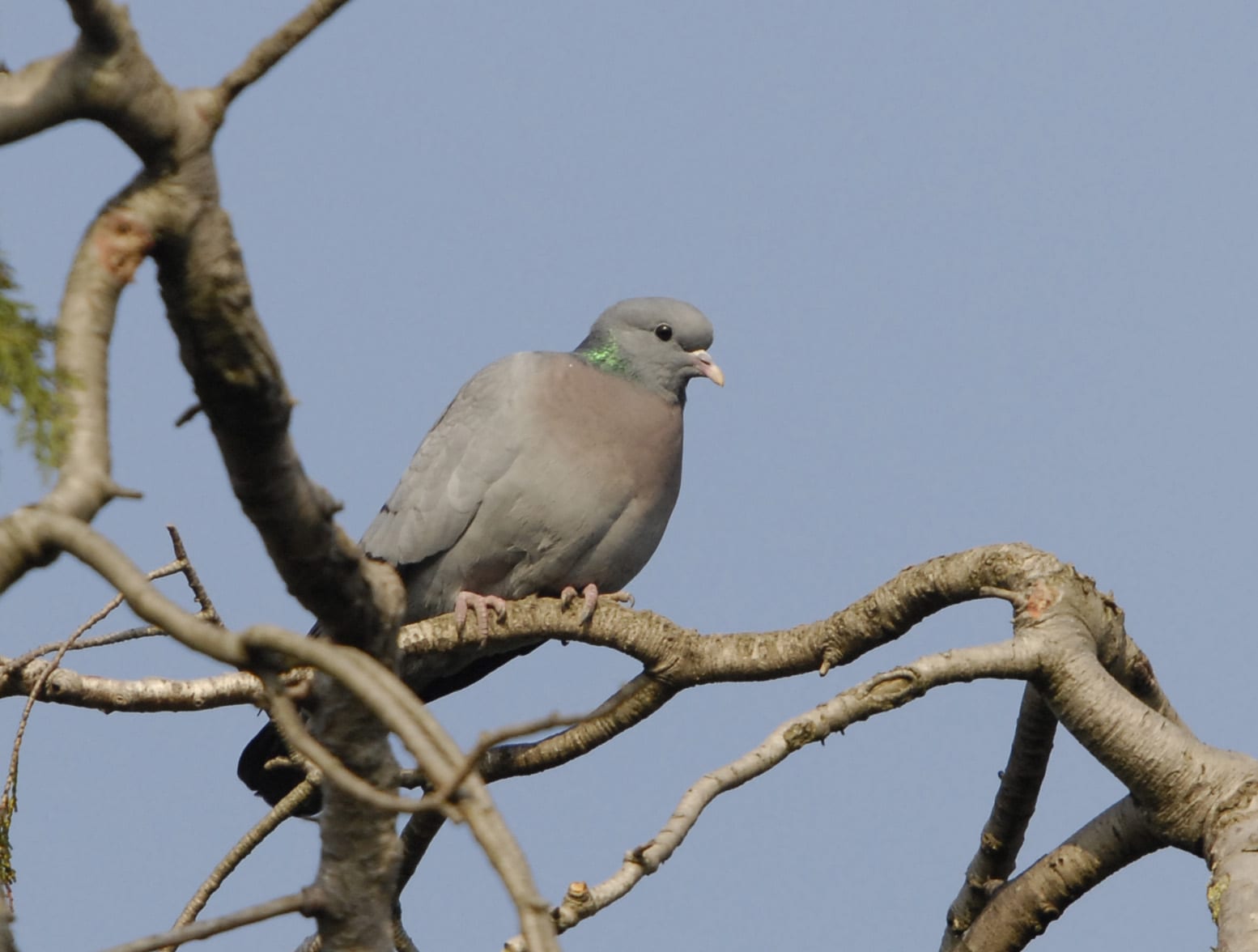 stock-dove-perched-on-tree