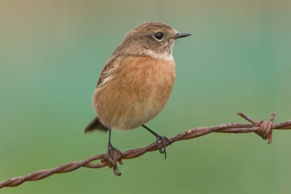 stonechat-perched-on-barbed-wire