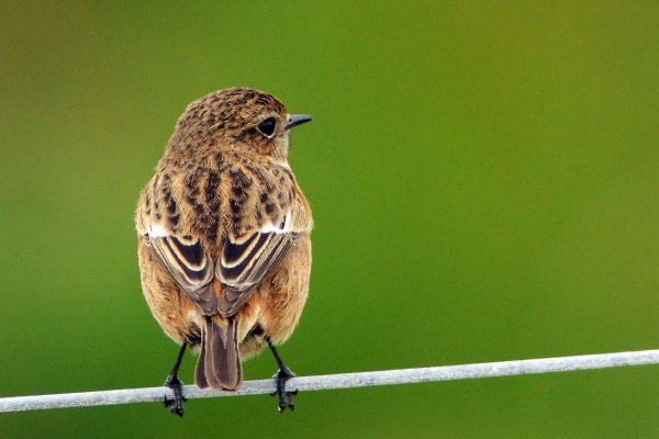 stonechat-perched-on-wire