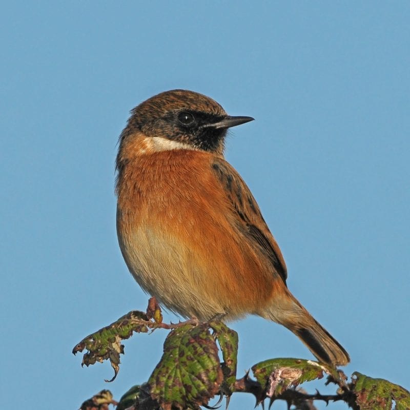 stonechat-perched-on-bramble