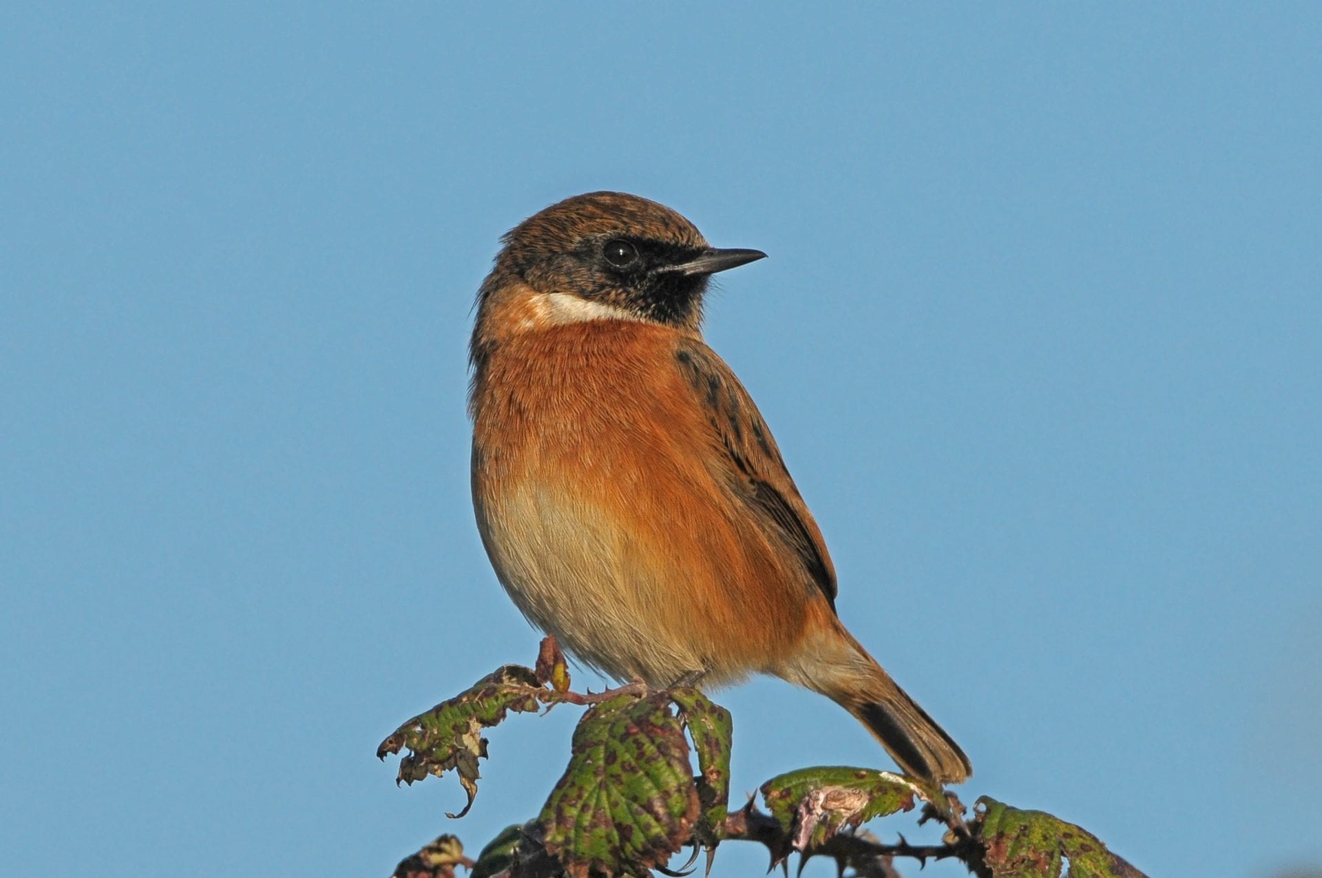 stonechat-perched-on-bramble