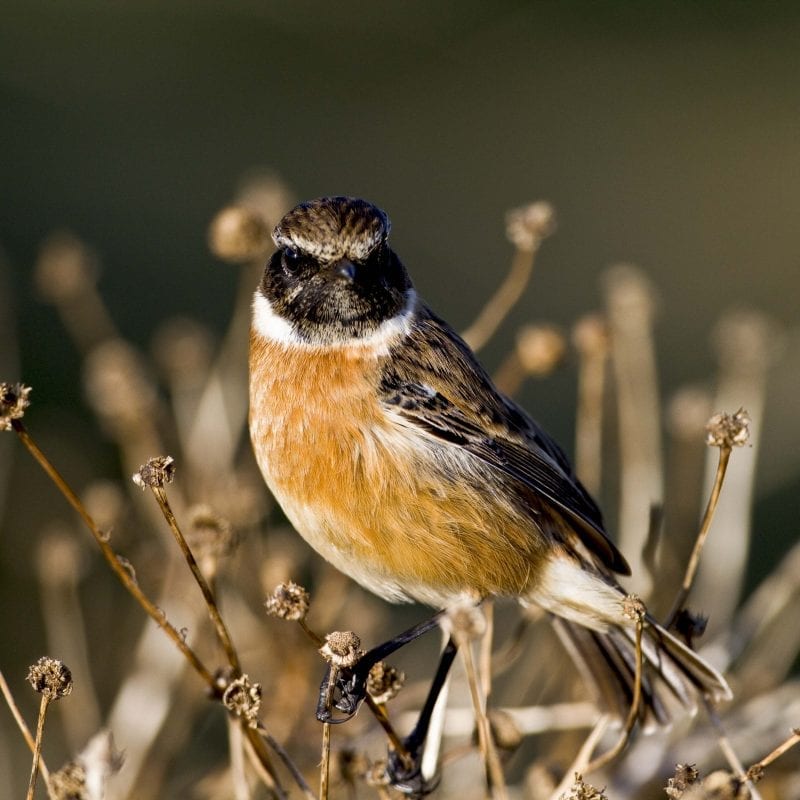 male-stonechat