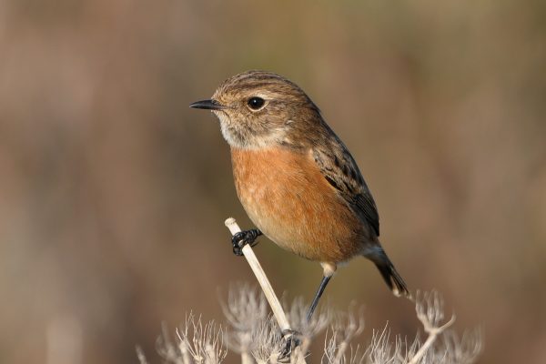 female-stonechat