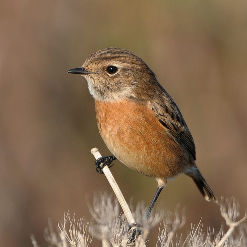 female-stonechat