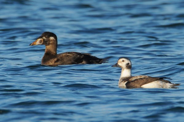surf-scoter-and-long-tailed-duck-swimming-side-by-side-in-the-sea