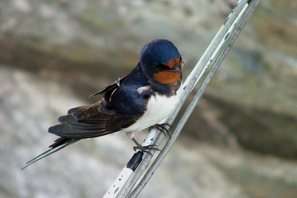 aerial-view-of-swallow-perched-on-electric-cables