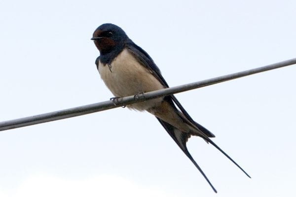 swallow-perched-on-elctric-cables