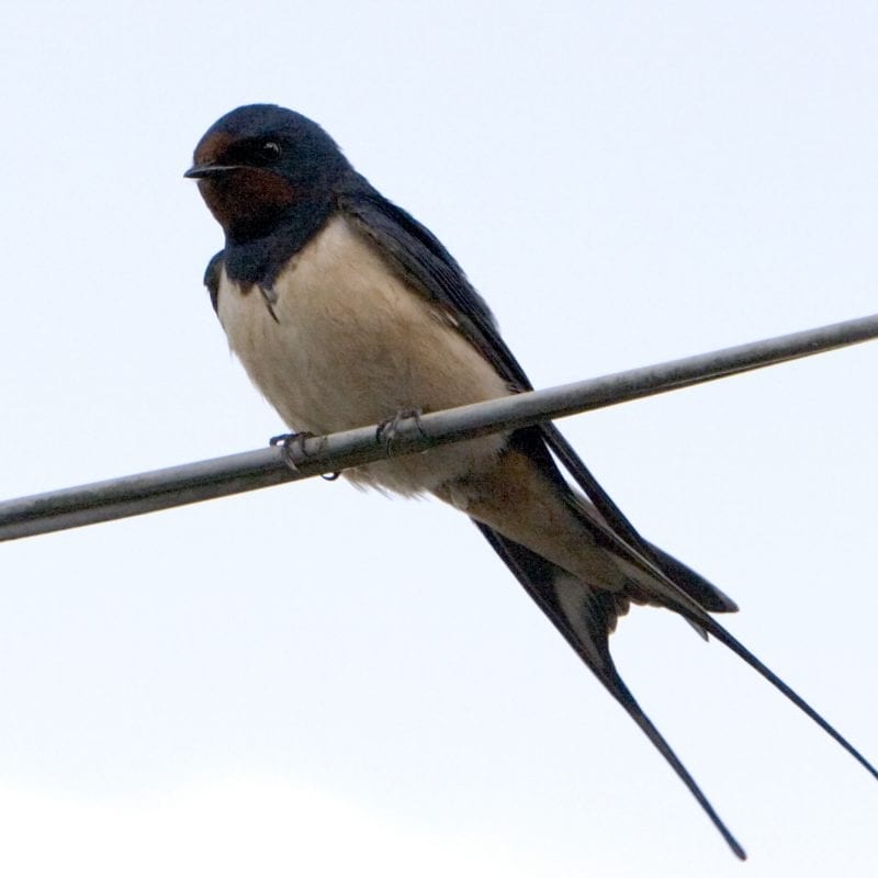 swallow-perched-on-elctric-cables