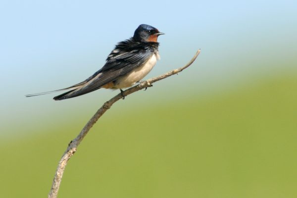 swallow-perched-on-a-branch