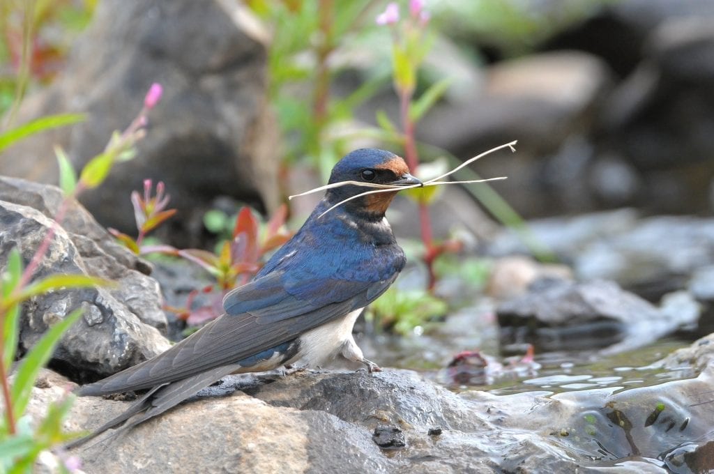 swallow-on-ground-with-twig-in-mouth