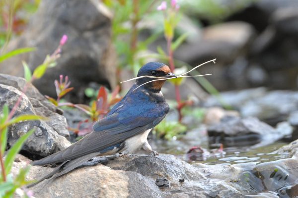 Swallow Birdwatch Ireland