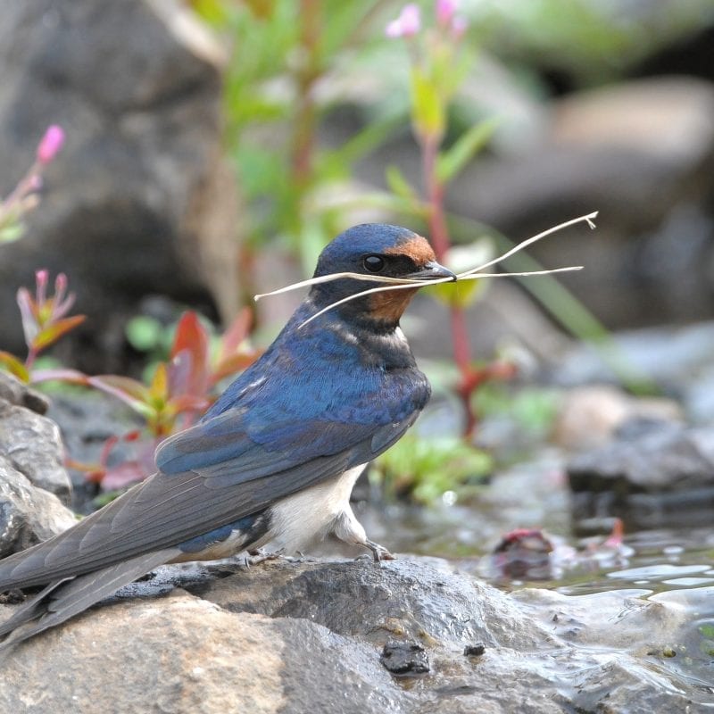 swallow-on-ground-with-twig-in-mouth