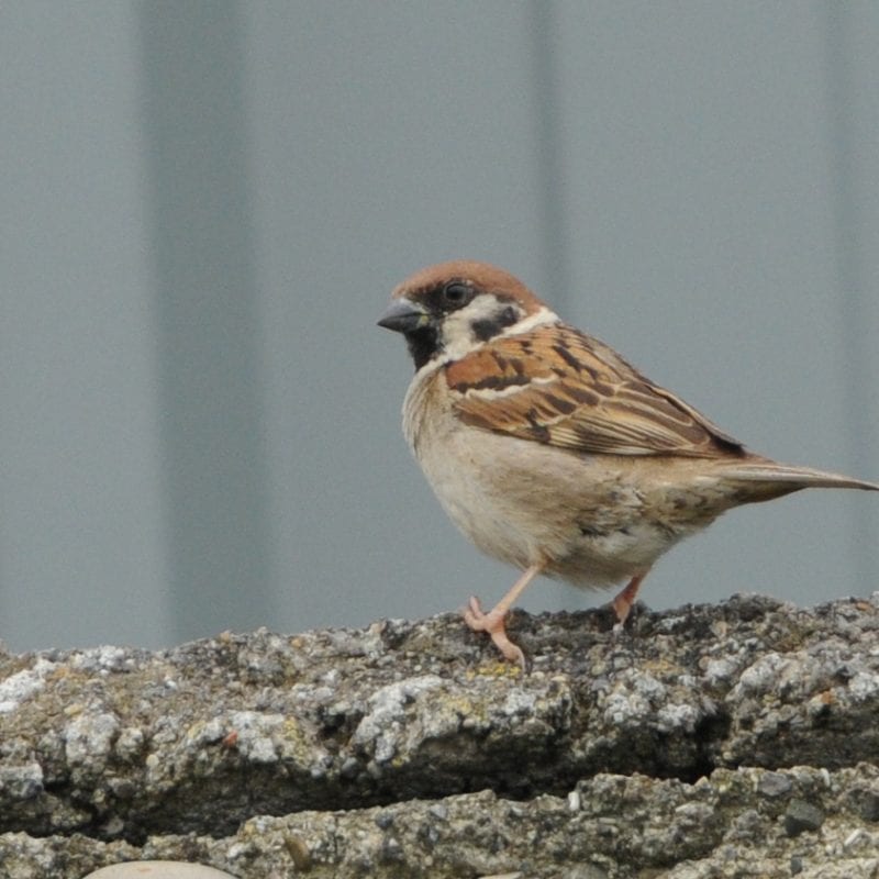 tree-sparrow-standing-on-concrete-wall