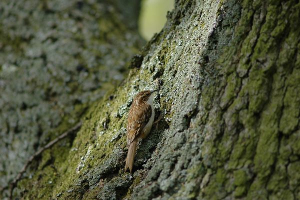 close-up-of-treecreeper