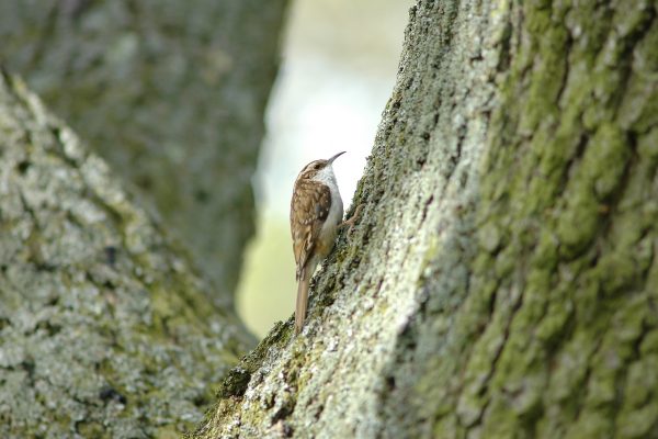 side-profile-of-treecreeper-on-tree-bark